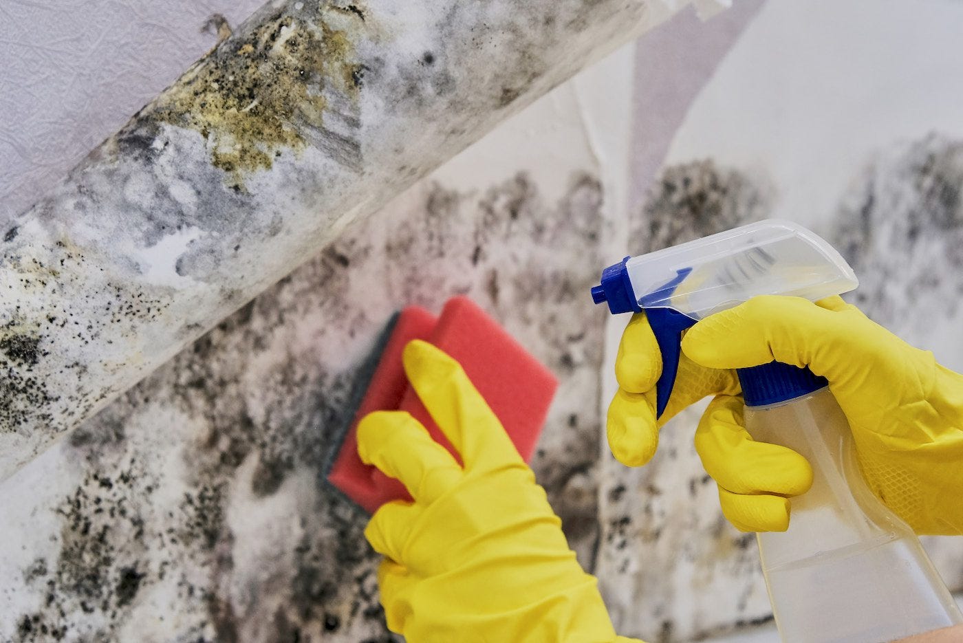 What Are the Dangers of Mold in Your House?