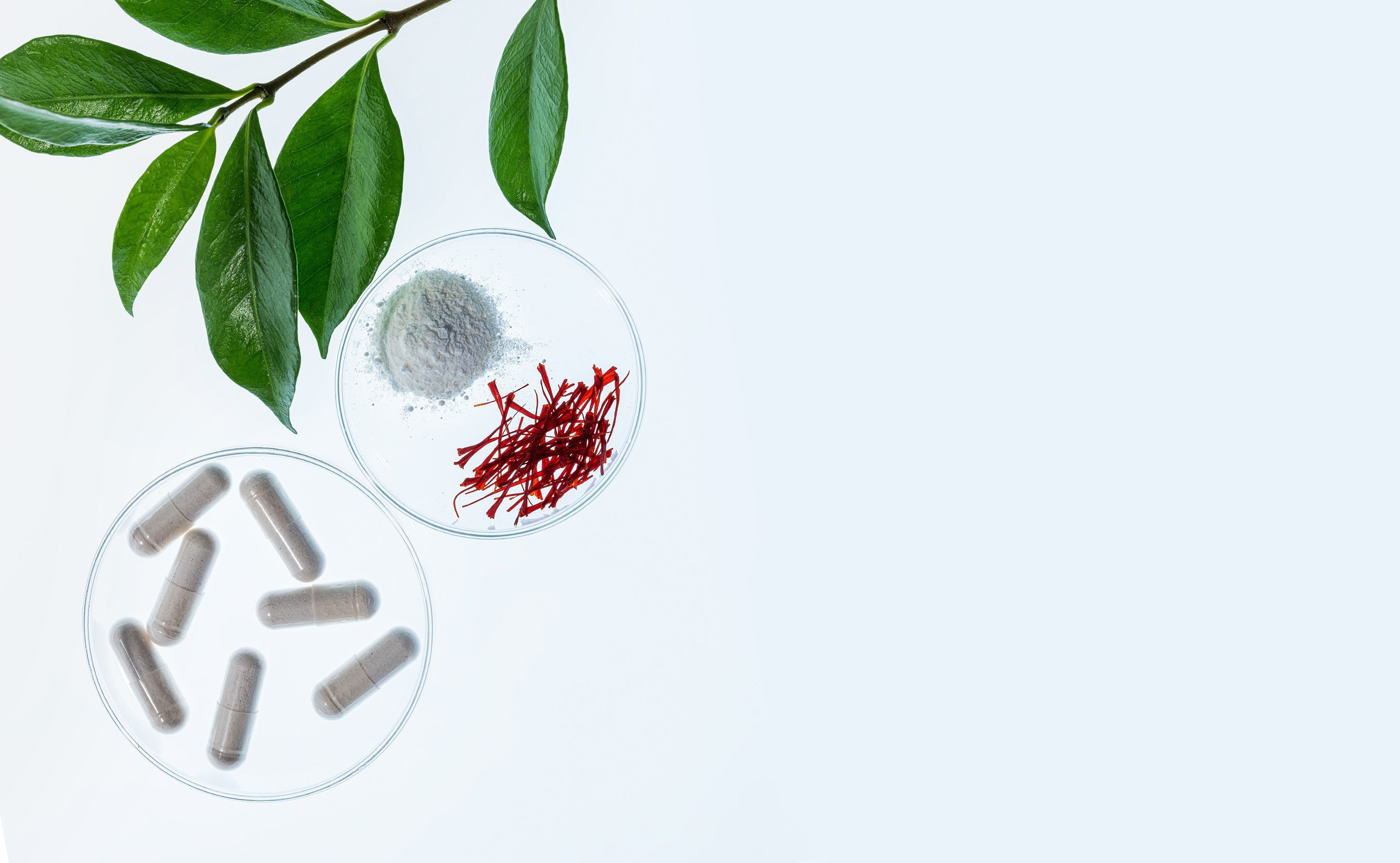 BrainMD Quiet My Mind Sleep: green-leaf plant next to clear dishes containing capsules and powder resting on a white surface