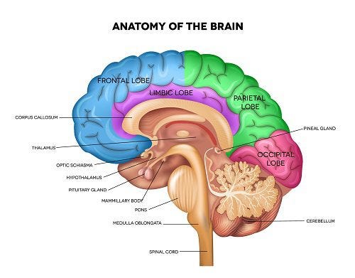 Anatomy of the Brain 3