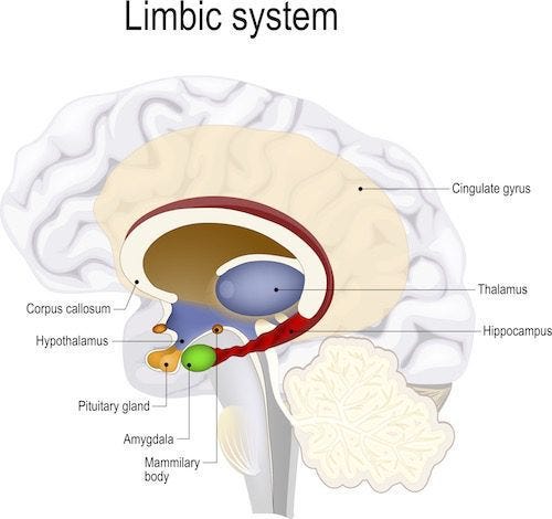 hippocampus brain