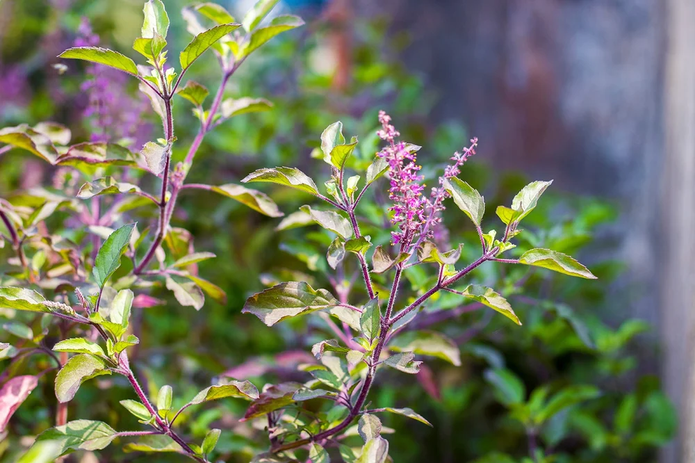 What is Holy Basil? One of the Best Ways to Address Your Stress!
