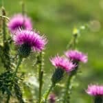 5 Benefits of Milk Thistle: What Is It and How Can It Help My Health?