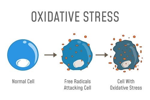 Oxidative Stress 2