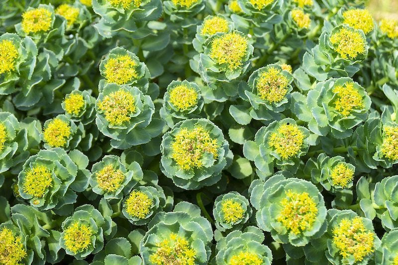 What is Rhodiola Rosea?