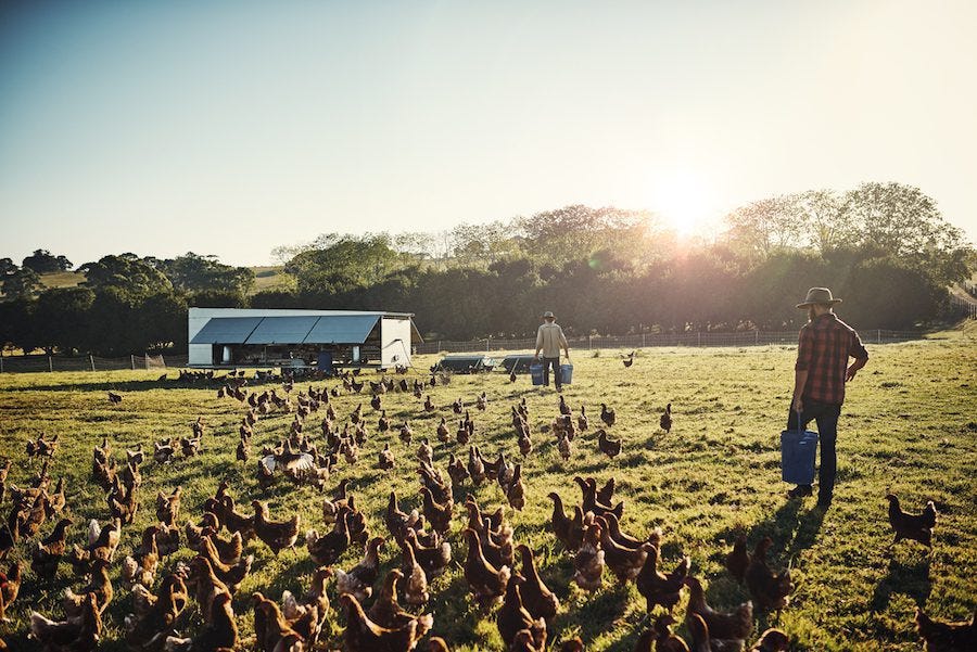 How to Shop for Eggs | Cage Free Eggs | Pasture Raised Eggs