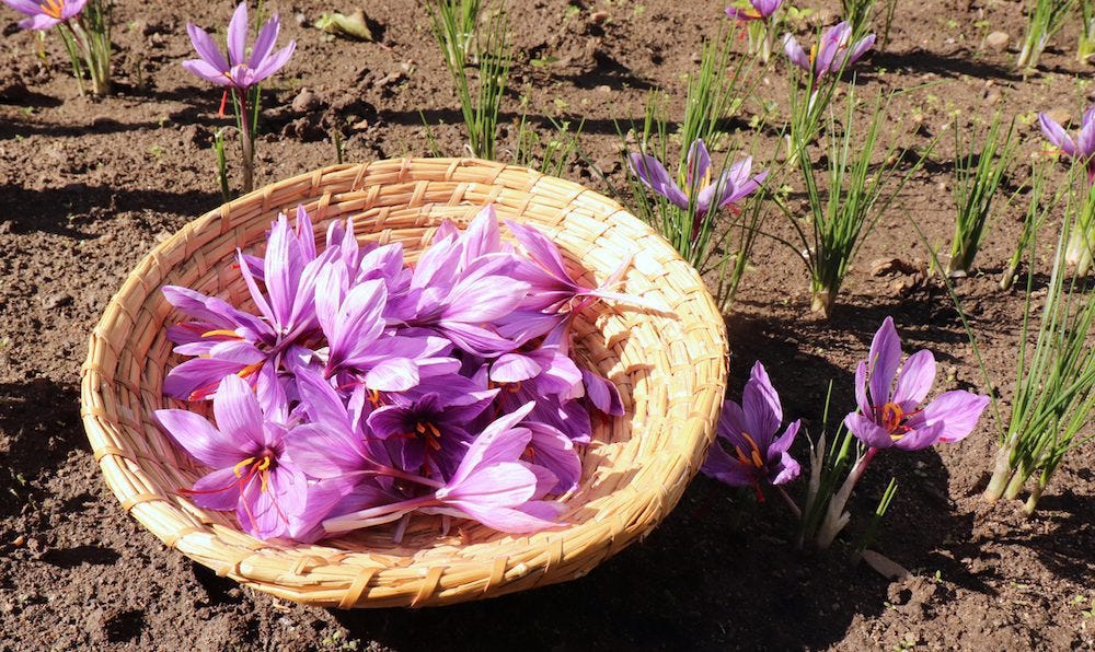 Benefits of Saffron Supplements for Your Health | BrainMD