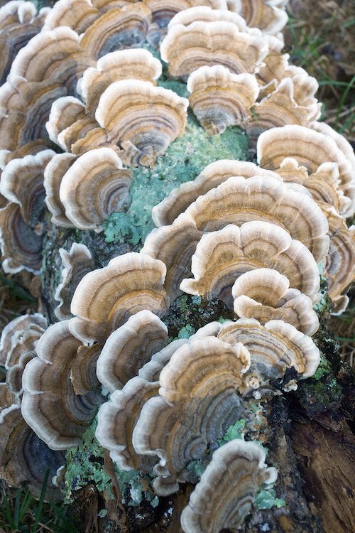 Turkey Tail Mushrooms | Benefits of Eating Mushrooms | BrainMD