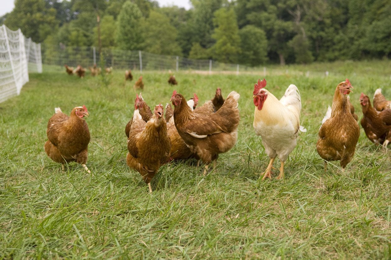 Free-range vs Pasture Raised Eggs | BrainMD