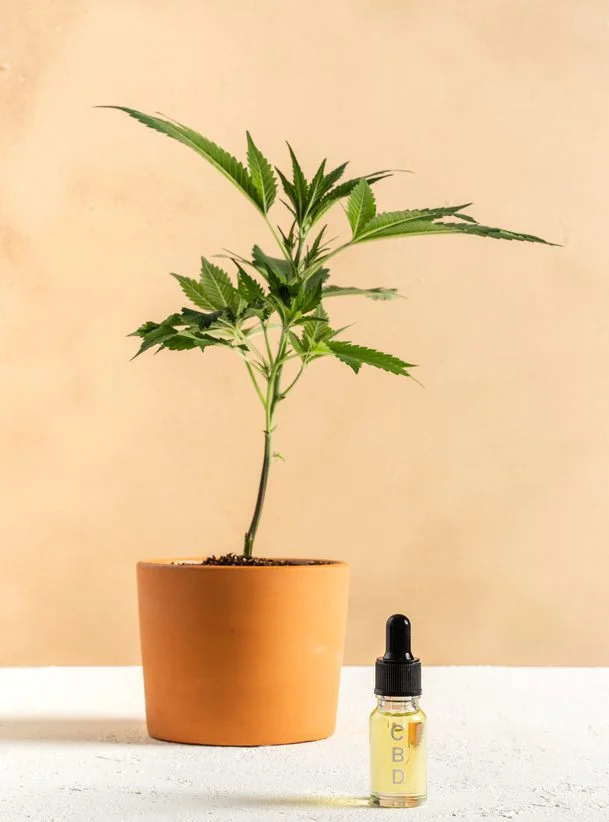 Health Trends | Cannabis in Beauty Products