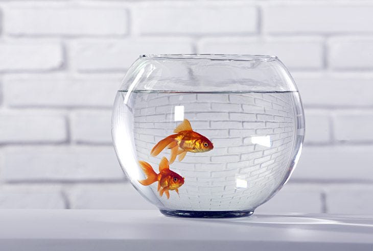 6 Ingredients to Increase Your Focus