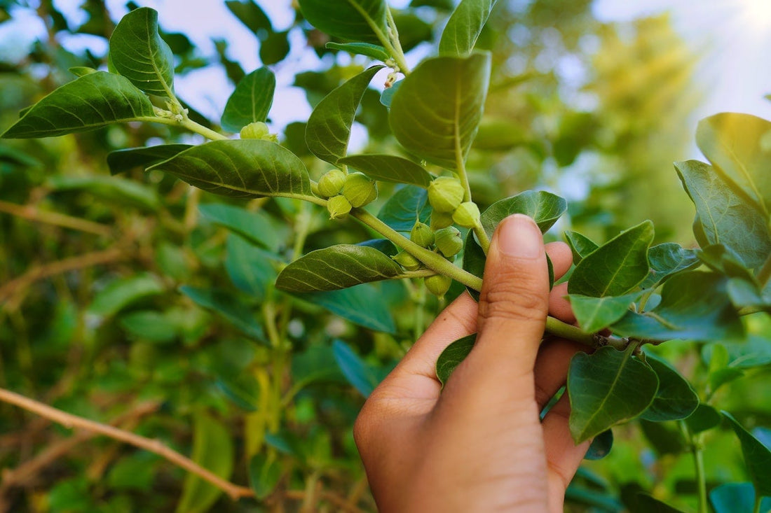 5 of the Best Adaptogenic Herbs You Should Get More of In Your Diet