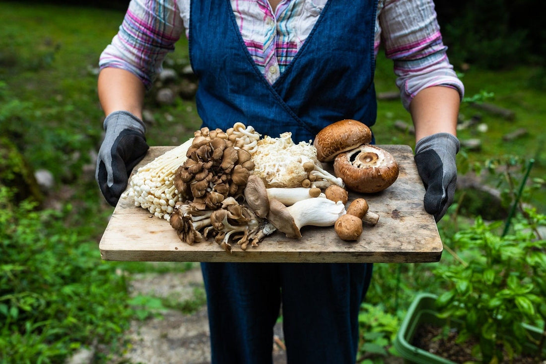 This Is What You Need to Know About Adaptogenic Mushrooms