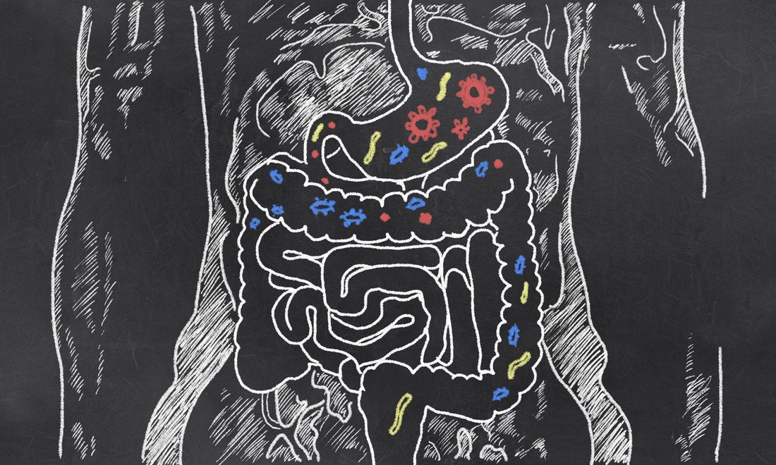 10 Things About Probiotics For Gut and Brain Health