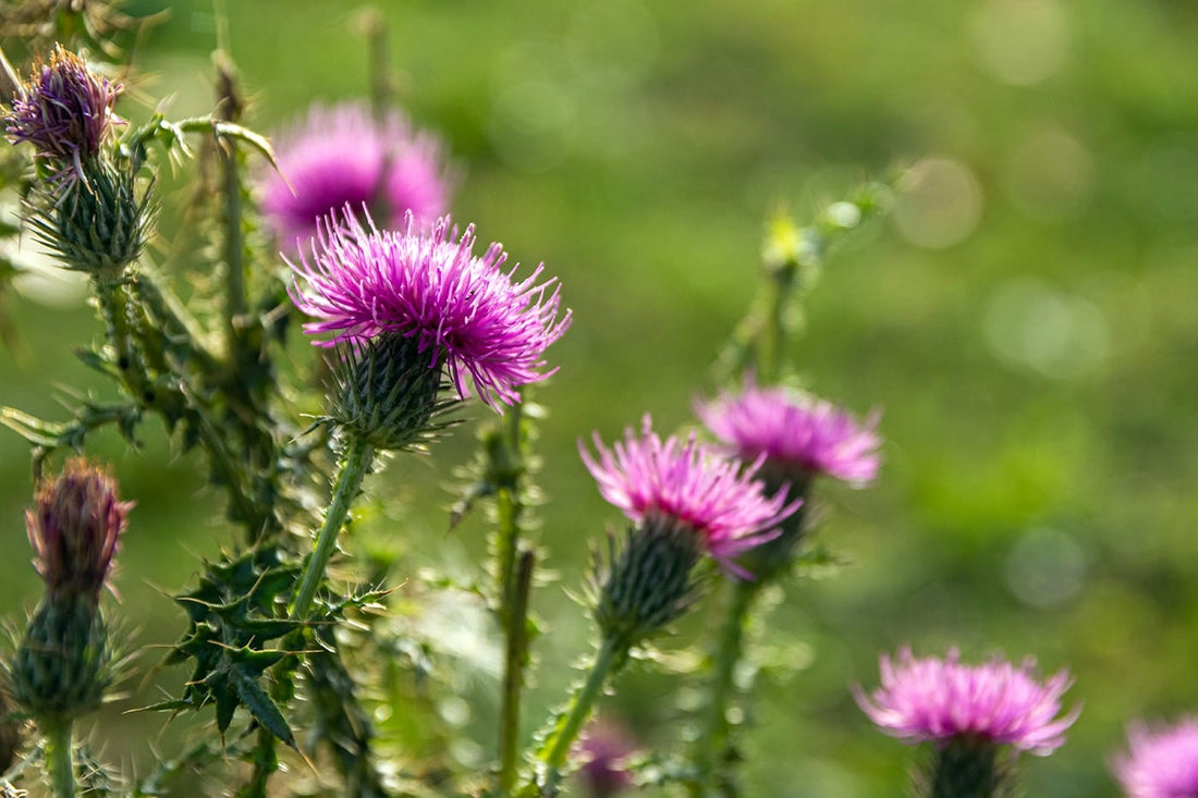 5 Benefits of Milk Thistle: What Is It and How Can It Help My Health?
