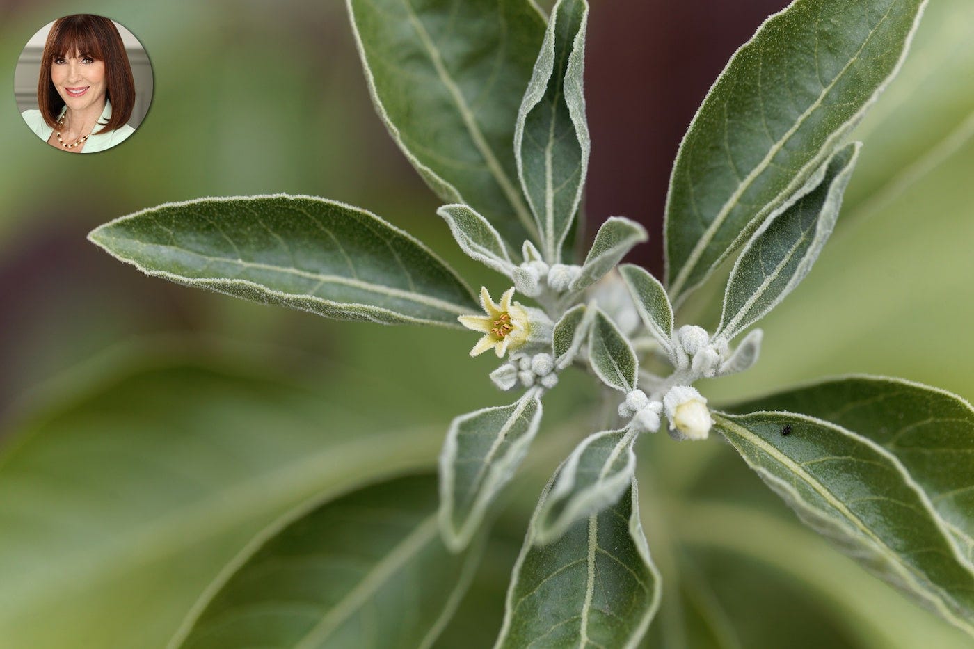 Why Tana Amen Loves Taking Ashwagandha for Better Sleep