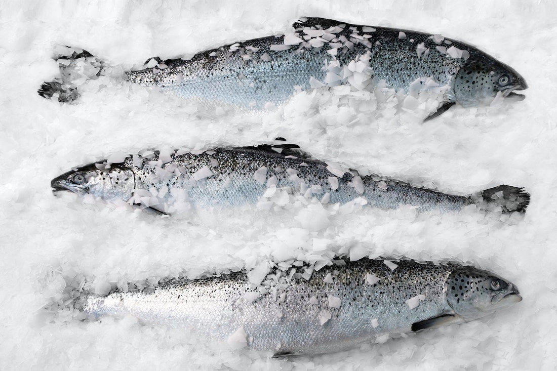 Why Eating High-quality Fish Is Good for You