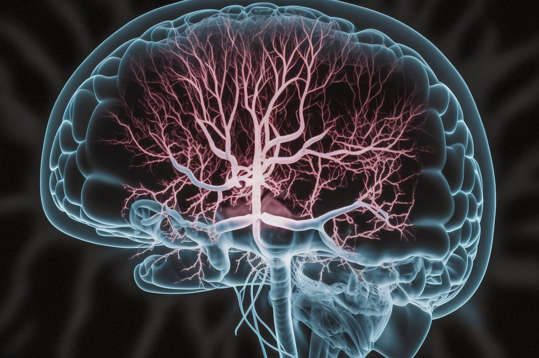 How Your Heart & Sexual Health Improve Cognitive Function