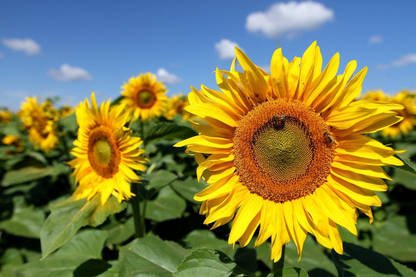 Yellow sunflowers with blue sky background