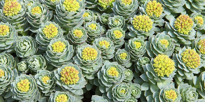 A Sugar-Free, Caffeine-Free Energy Boost