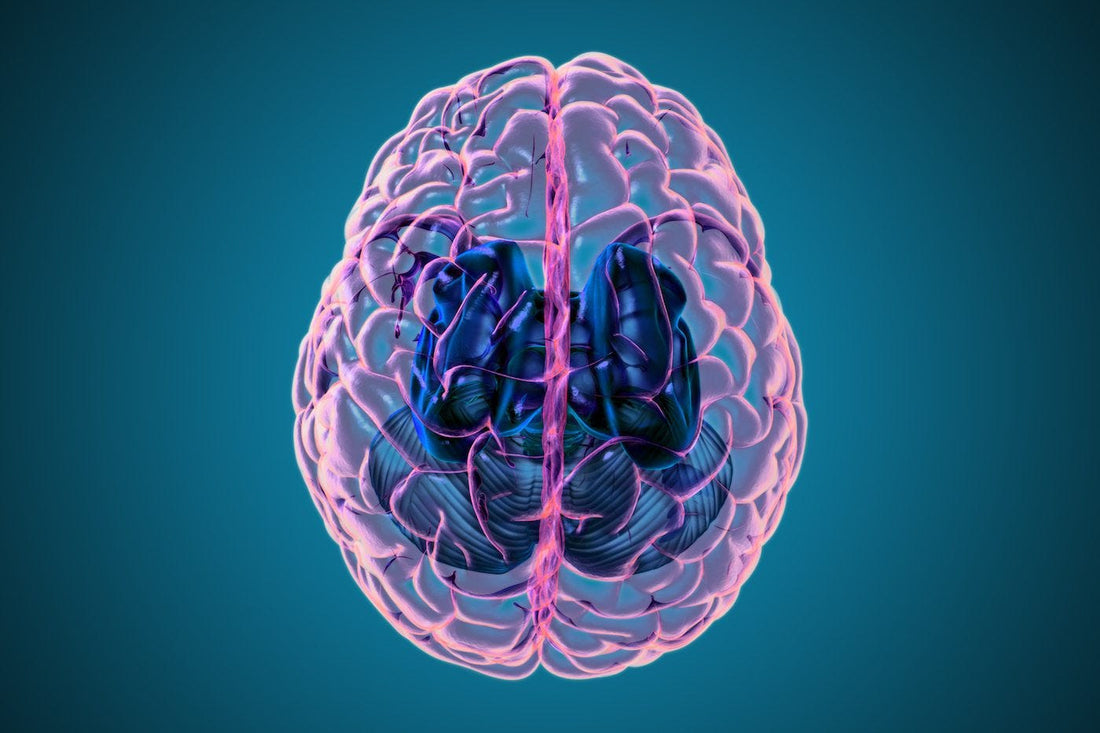 Brain Structures & Functions: What is the Hippocampus?