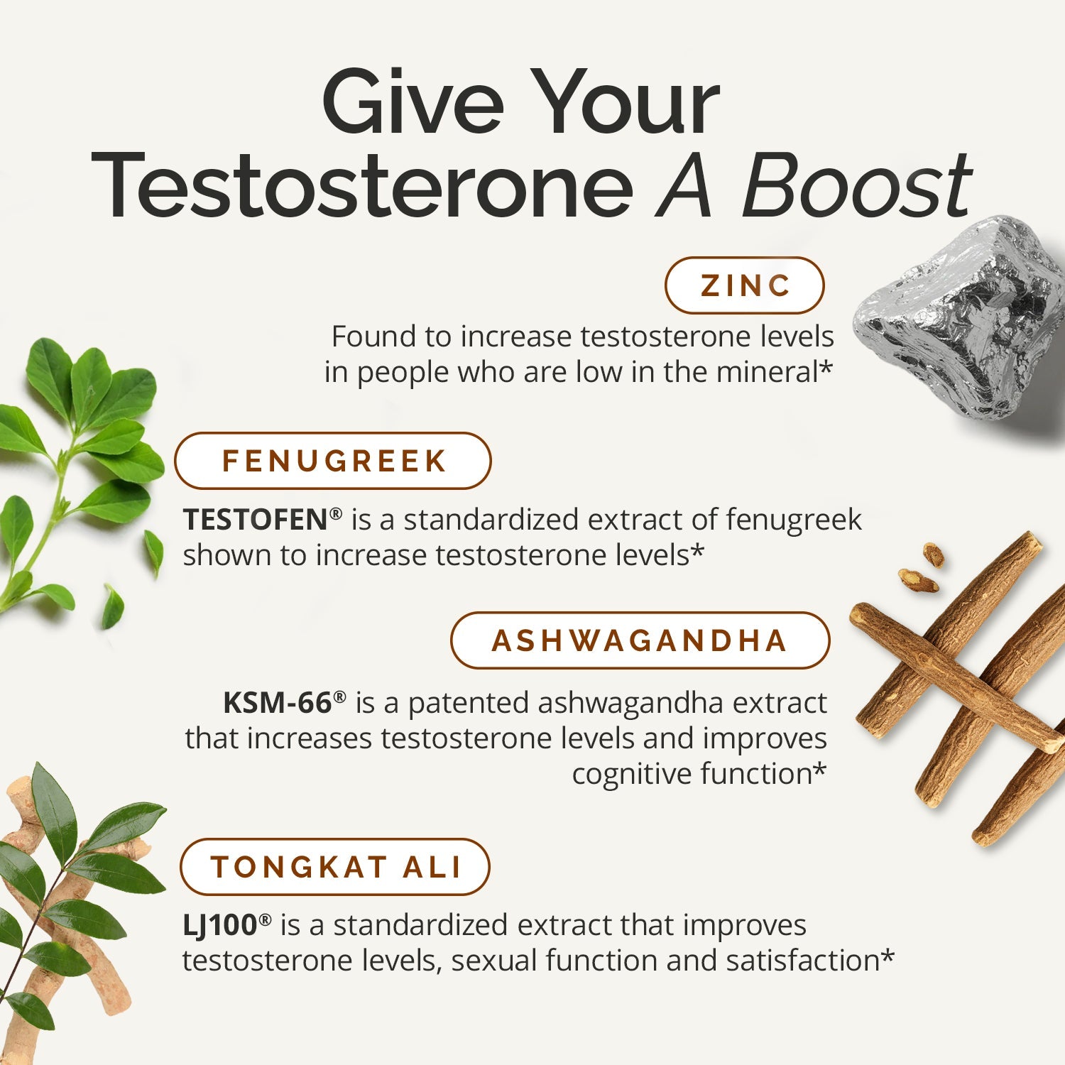 does l carnitine boost testosterone Natural Testosterone Supplement | Brain-T Max | BrainMD