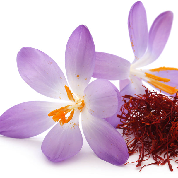 Purple saffron crocus flowers and saffron threads