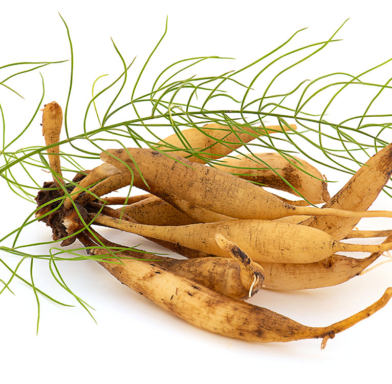 Shatavari root ingredient (SheVari4 shatavari extract)