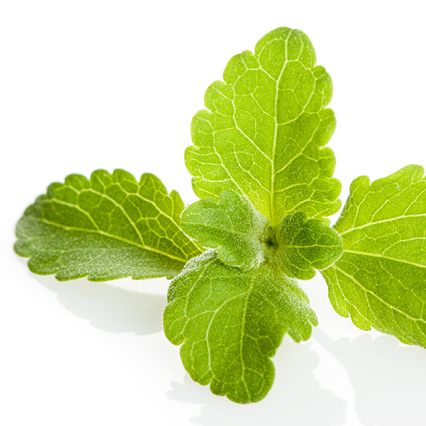 Green stevia leaf against a white background.