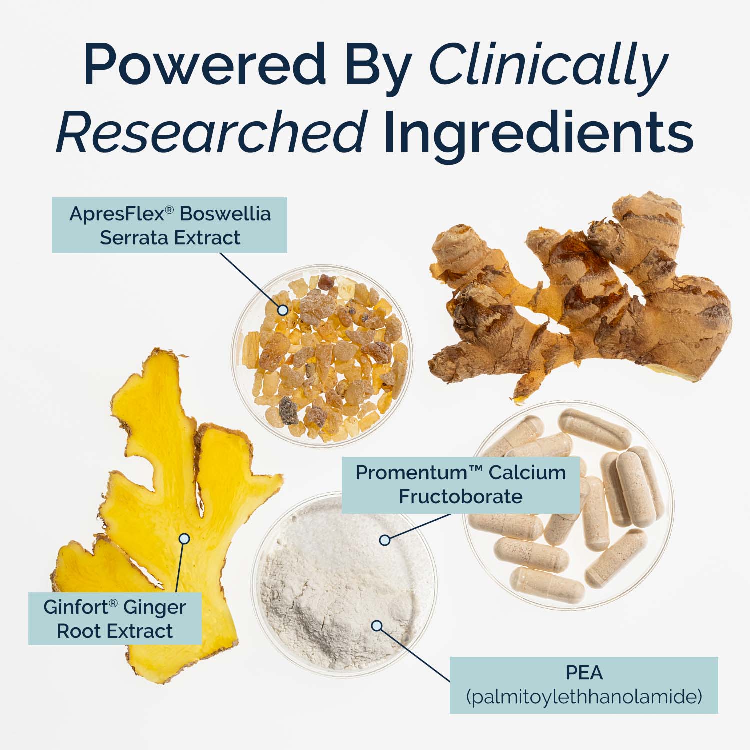 Infographic - raw root, capsules, powder and extracts against a white background.