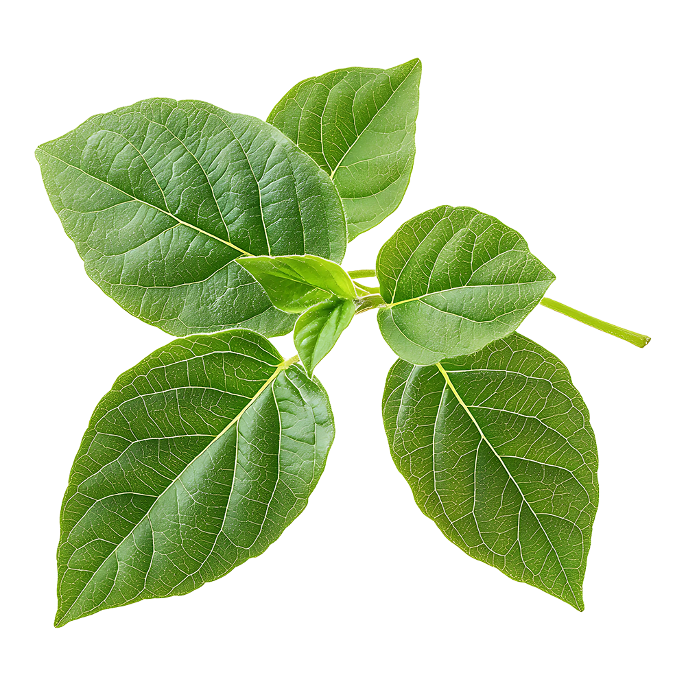Gymnema Sylvestre Extract